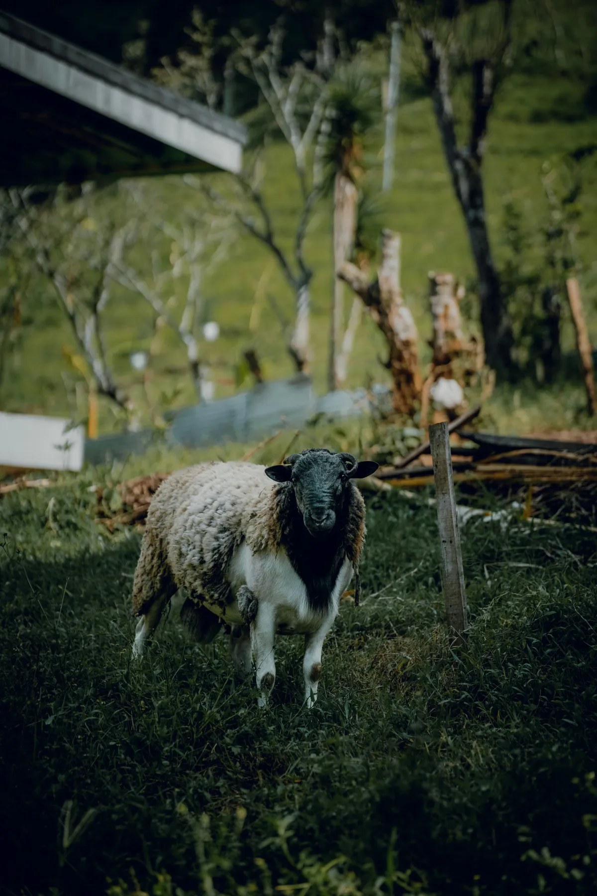 Nye regler på ulveområdet skal være med til at sikre dine husdyr